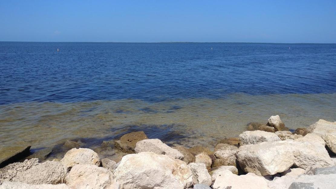 Walk Everywhere! 1-Bedroom Gem In Downtown Hub New Port Richey Eksteriør bilde
